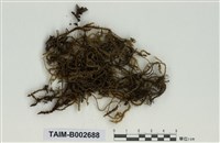 藏品(小蔓苔)的圖片